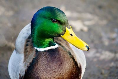 Close-up of bird