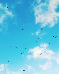 Low angle view of birds flying in sky