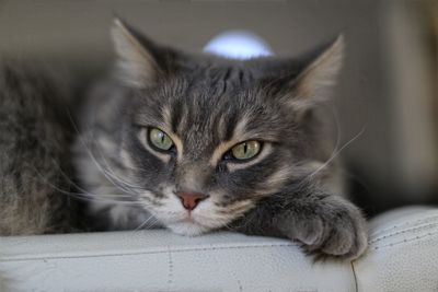 Close-up portrait of a cat at home