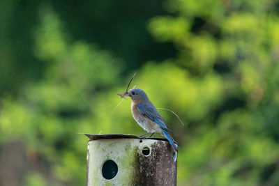 Nesting eastern bluebird sialia sialis with twigs in its beak on a birdhouse in naples, florida.