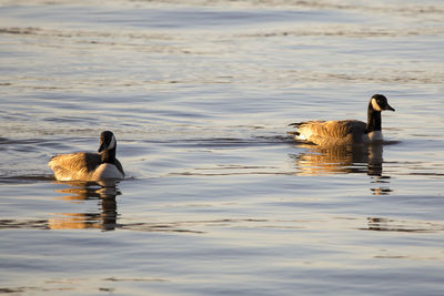 Two ducks swimming in lake