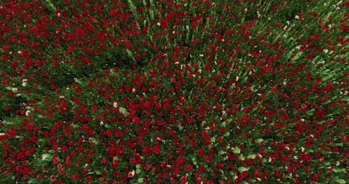 Full frame shot of red flowering plants on field