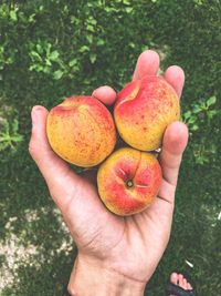 Close-up of hand holding apple