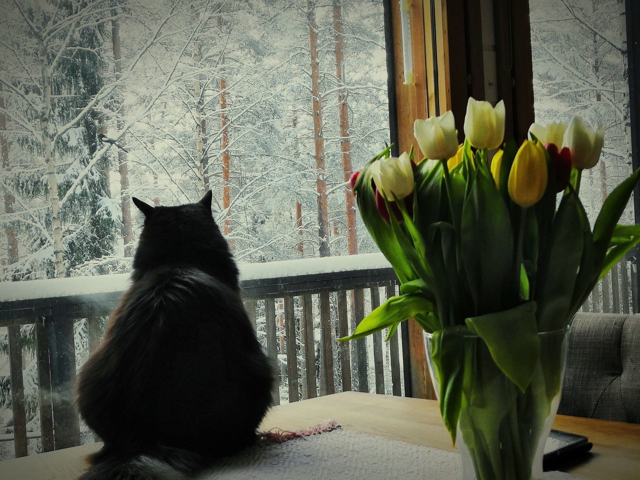 CAT LOOKING AT WINDOW