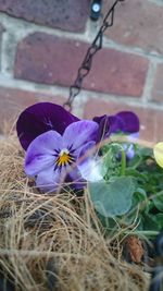 Close-up of purple flower in pot