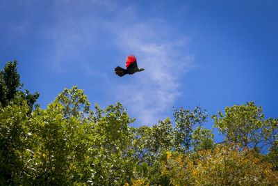 Low angle view of bird flying against blue sky