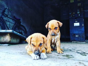 Portrait of puppy sitting outdoors