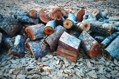 Close-up of logs