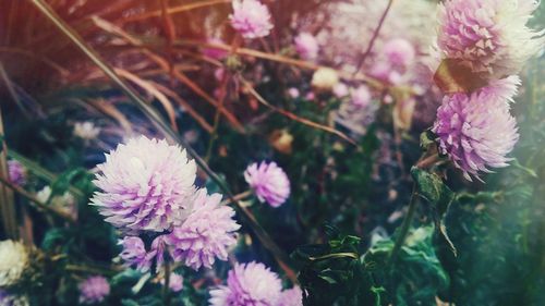 Close-up of pink flowers