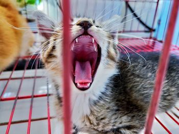 Close-up of cat yawning