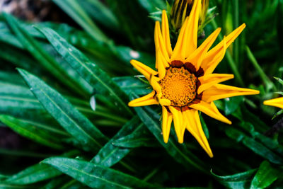 Close-up of yellow flower blooming outdoors