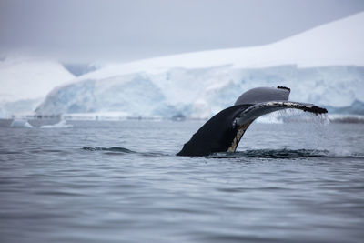 Humpback whale fluking in charlotte's bay antarctica