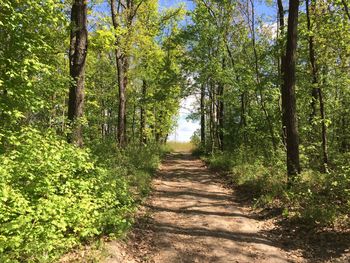 Dirt road amidst trees against sky