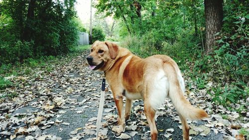 Dog on footpath in forest