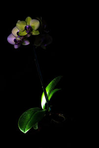 Close-up of leaf over black background