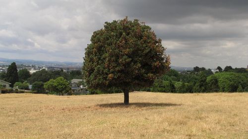 Trees on field against sky