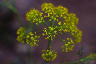 Close-up of yellow flowering plant