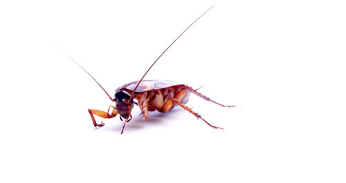 Close-up of insect over white background