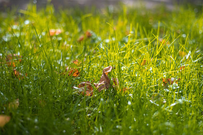 Close-up of grass in field