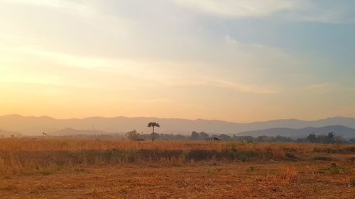 Scenic view of field against sky during sunset