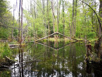 Scenic view of lake in forest