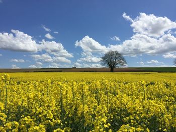 Scenic view of oilseed rape field against sky