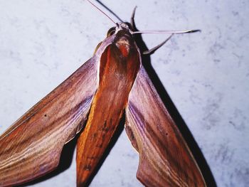 Close-up of horse