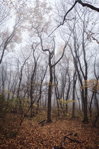 Trees in forest during autumn