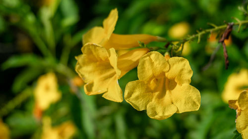 Close-up of yellow flowering plant leaves