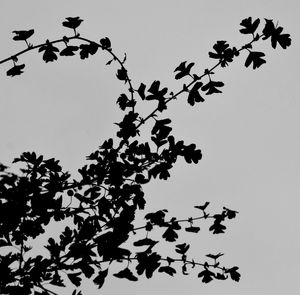 Low angle view of silhouette tree against clear sky