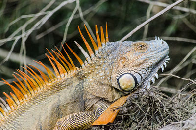 Close-up of a lizard