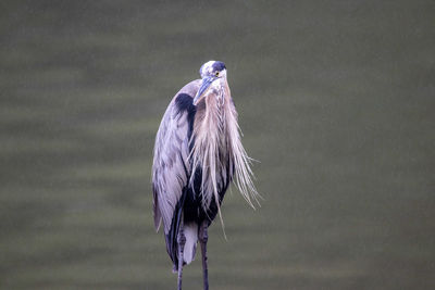 High angle view of gray heron perching outdoors