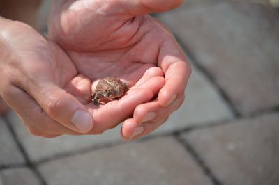 Close-up of hand holding crab