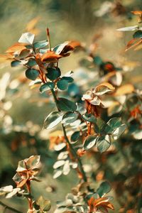 Close-up of flowering plant during autumn