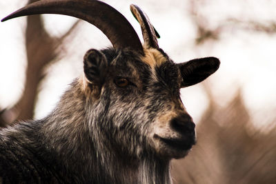 Close-up of deer