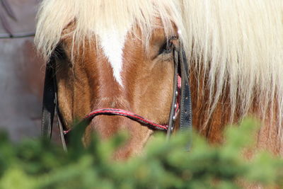 Close-up of a horse