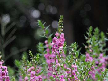 Close-up of flowers blooming outdoors