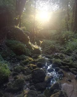 sunlight