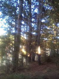 Trees in forest against sky