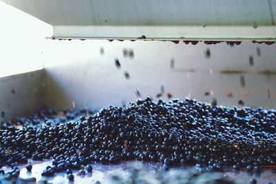 Close-up of fresh blueberries in machinery at factory