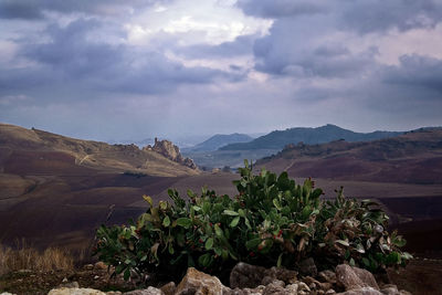 Plants growing on landscape against sky