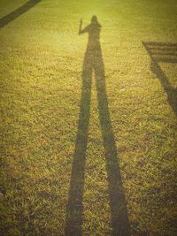 Shadow of trees on field