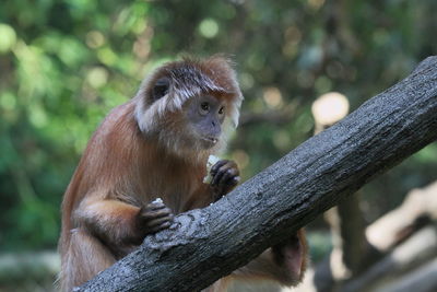 Golden javan lutung sitting on tree