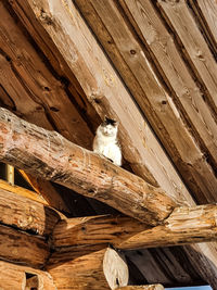 Low angle view of cat sitting on wooden floor