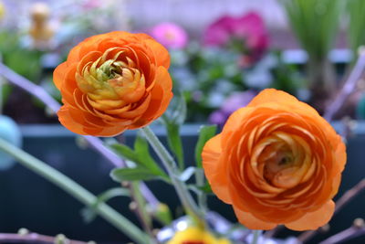 Close-up of orange rose blooming outdoors