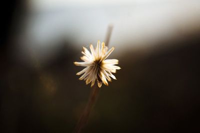 Close-up of white dandelion flower