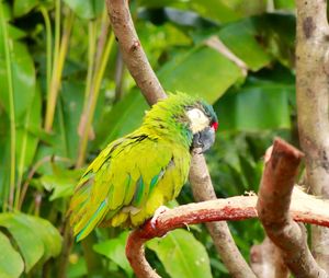 Close-up of parrot perching on tree