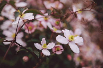 Close-up of white flowers