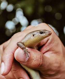 Close-up of hand holding lizard