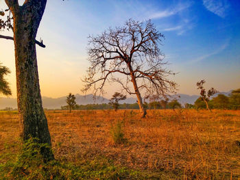 Trees on field against sky at sunset